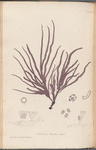 Plate LXXIV
