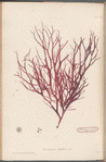 Plate XCII