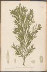 Plate CXXX