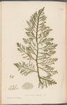 Plate CXXXII