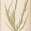 Plate CXLII