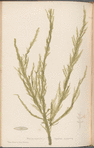 Plate CXLII