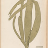 Plate CXLVII