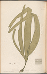 Plate CXLVII