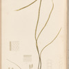 Plate CLII