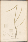 Plate CLII