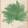 Plate CXC