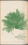 Plate CXC