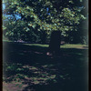 Central Park