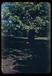 Central Park