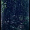 Central Park