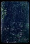 Central Park