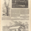 The Wellington Tree on the Field of Waterloo