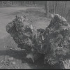 Tree stump on country road