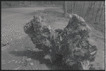 Tree stump on country road