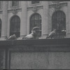 Pigeons. New York, NY