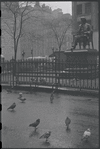 Pigeons. New York, NY