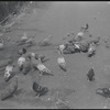 Pigeons. New York, NY