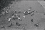 Pigeons. New York, NY