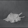 Conch shell. Still life. New York, NY