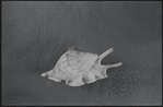 Conch shell. Still life. New York, NY
