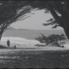 Seashore framed by trees