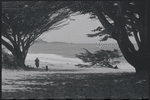 Seashore framed by trees