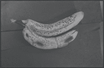 Bananas