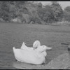 Ducks