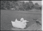 Ducks