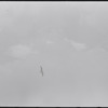 Bird in flight