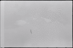 Bird in flight