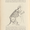 Mylodon. Height, 7 ft. 6 in.; girth round chest, 6 ft. 6 in.; maximum breadth of pelvis, 3 ft. 7 in.