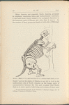 Mylodon. Height, 7 ft. 6 in.; girth round chest, 6 ft. 6 in.; maximum breadth of pelvis, 3 ft. 7 in.