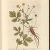 Avens or herb-bennet