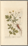 Avens or herb-bennet