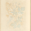 Avens or herb-bennet