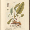 Bistort or snakeweed