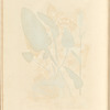 Bistort or snakeweed
