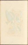 Bistort or snakeweed