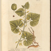 Geeping birthwort