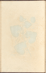 Geeping birthwort