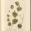 Round birthwort