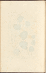 Round birthwort