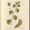 Long birthwort