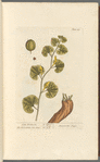 Long birthwort