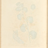 Long birthwort