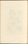 Long birthwort