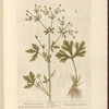 Marsh crow-foot