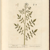 Water-cress